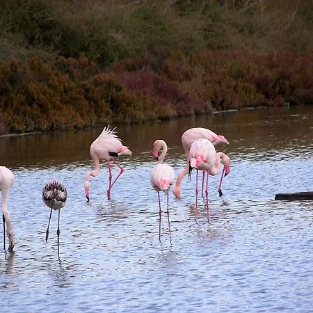 Eledomus Family House